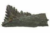 Bizarre Shark (Edestus) Jaw Section with Tooth - Carboniferous #269636-1